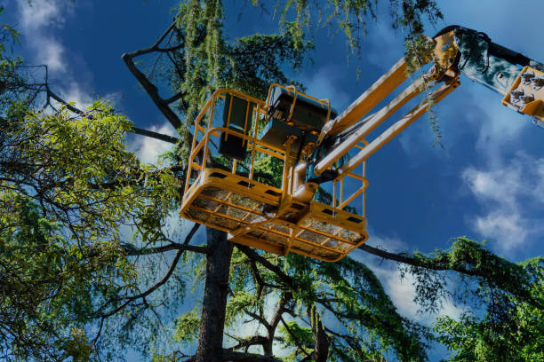 Reliable Mount Pocono, PA Tree Service Solutions